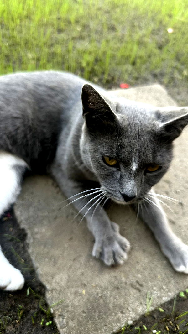 mira.0004 image ~ Altpins