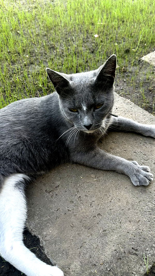 mira.0004 image ~ Altpins