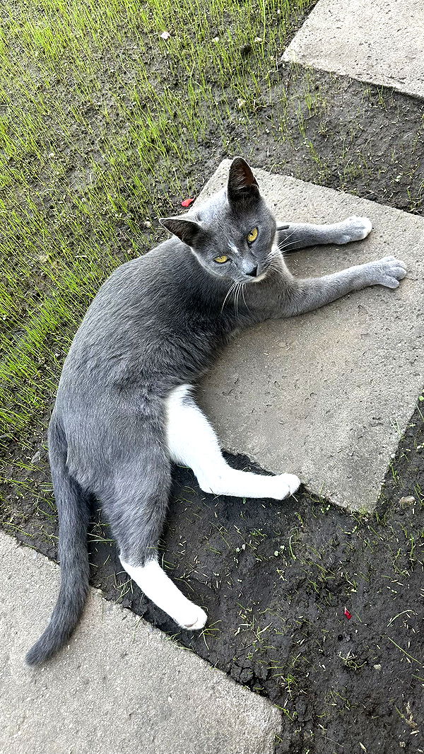 mira.0004 image ~ Altpins