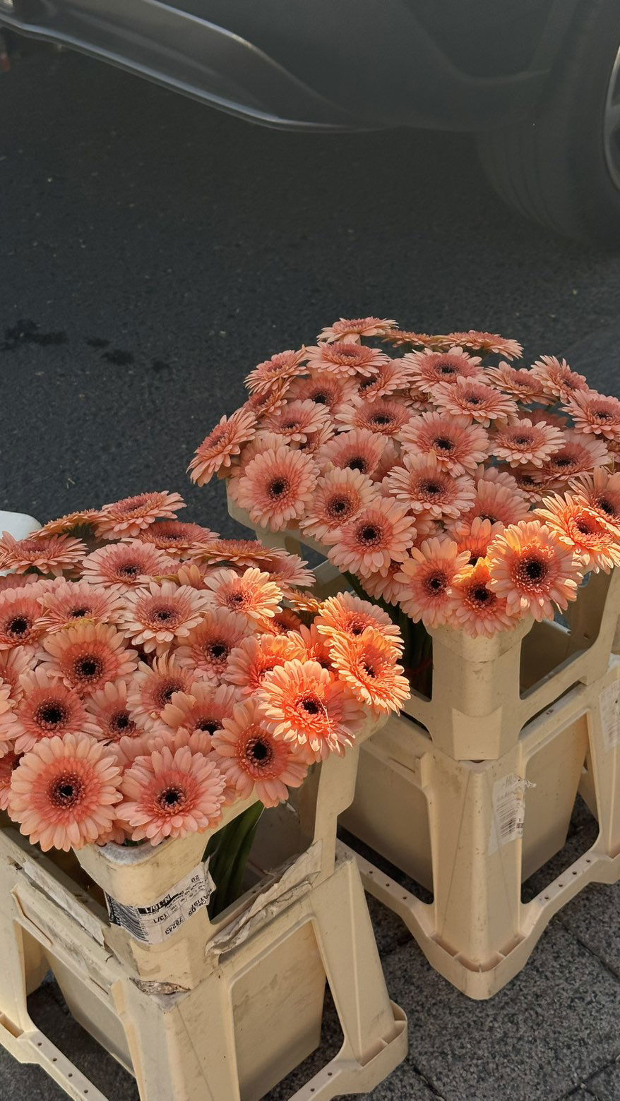 mira.0004 snapchat image archive image