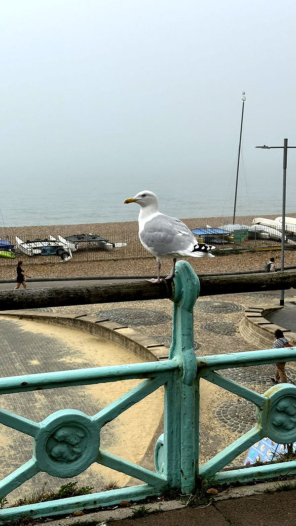 mira.0004 image ~ Altpins