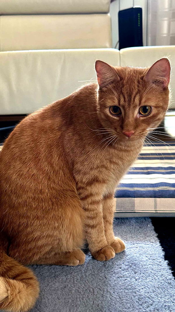 mira.0004 image ~ Altpins