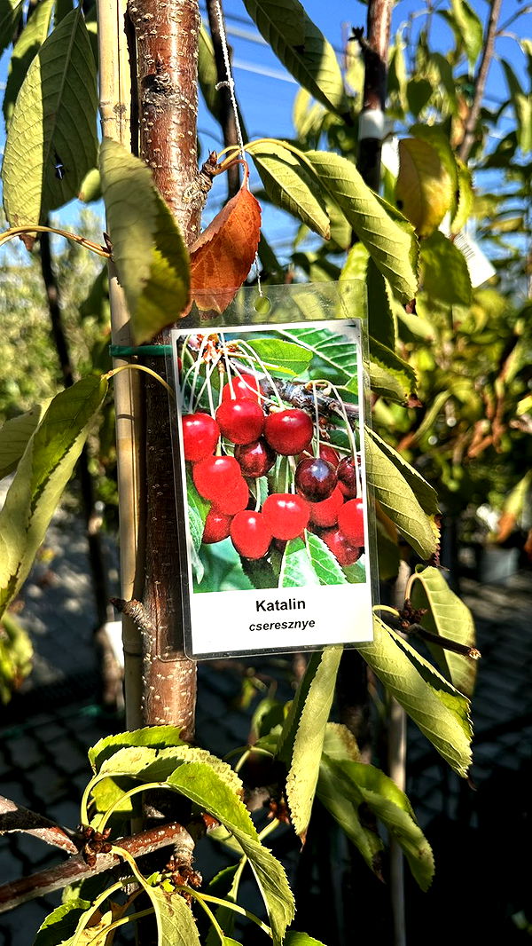 mira.0004 image ~ Altpins