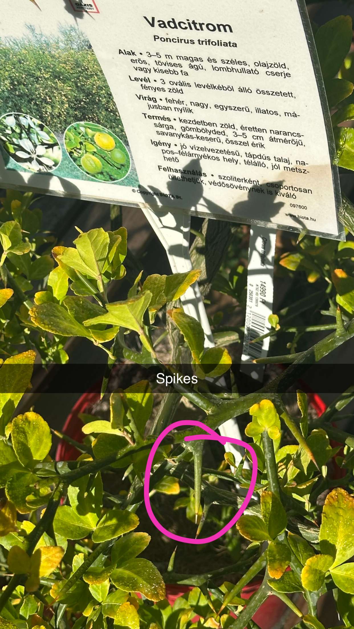 mira.0004 snapchat image archive image