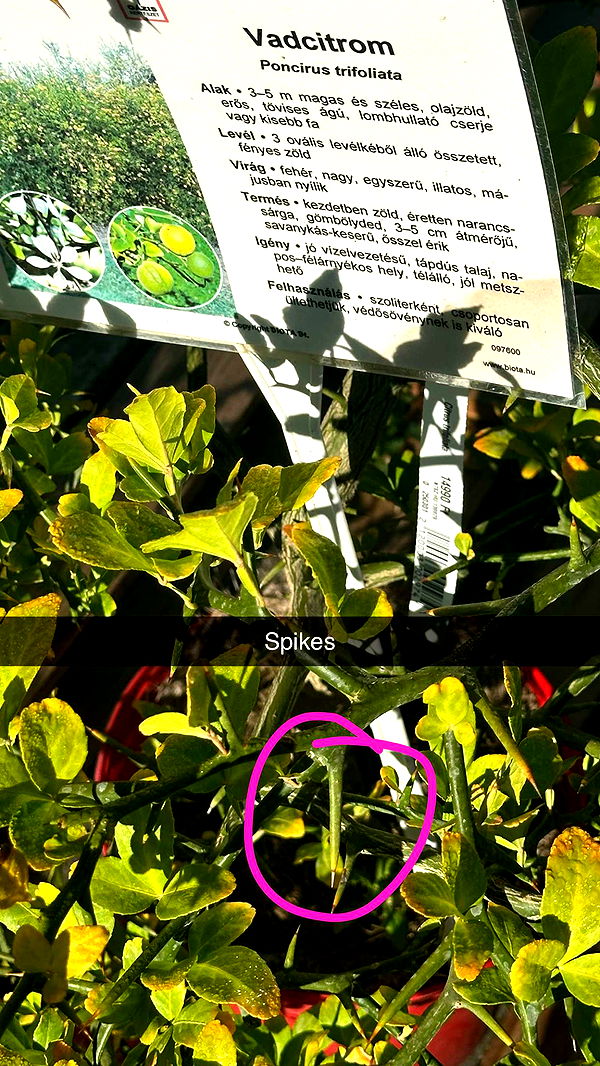 mira.0004 image ~ Altpins