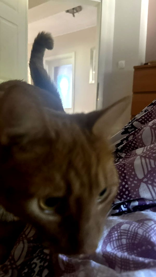 mira.0004 image ~ Altpins