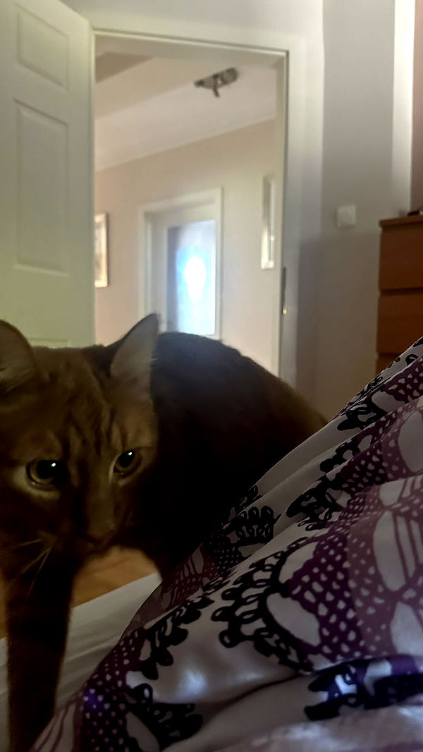 mira.0004 image ~ Altpins