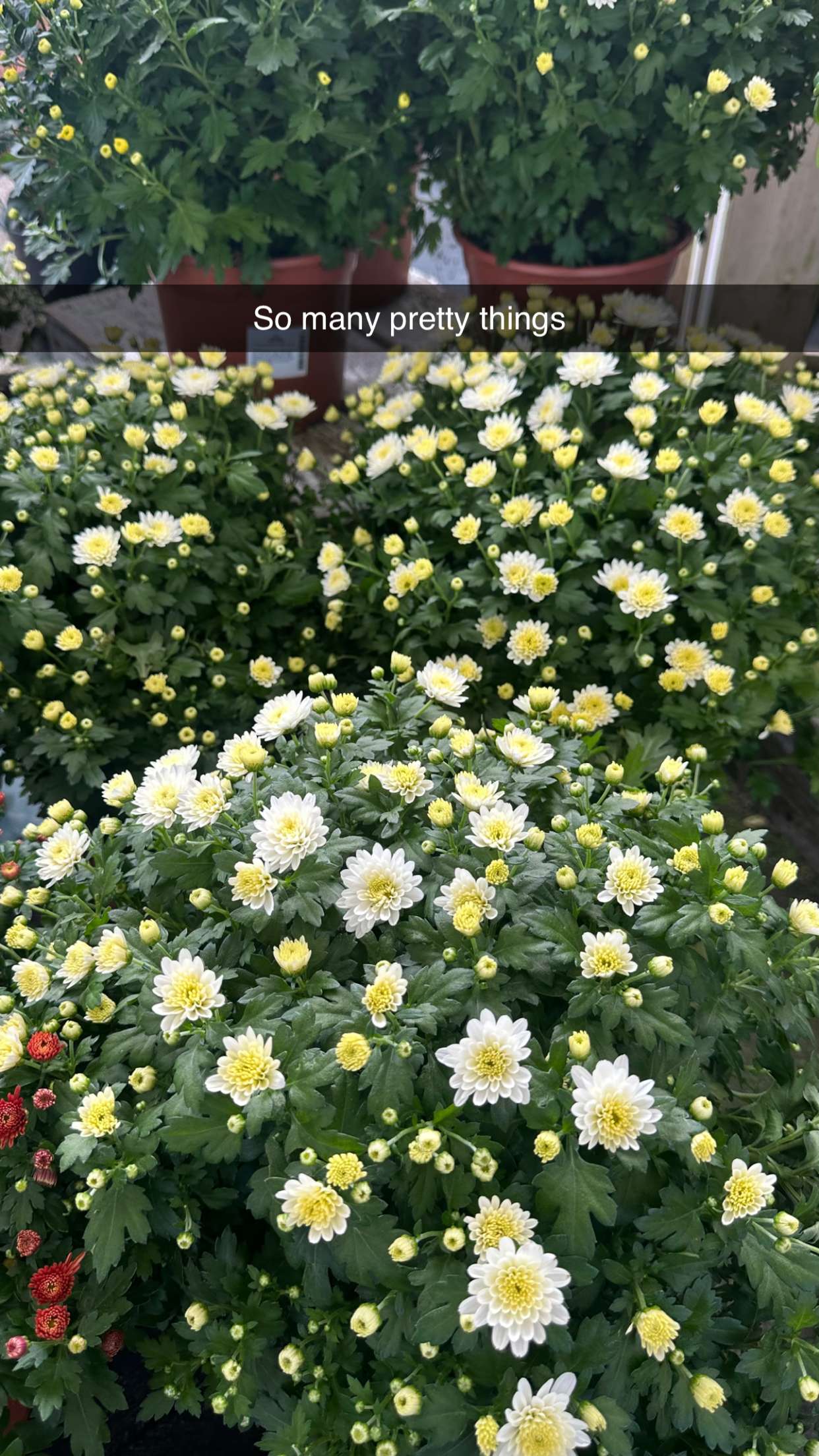 mira.0004 snapchat image archive image