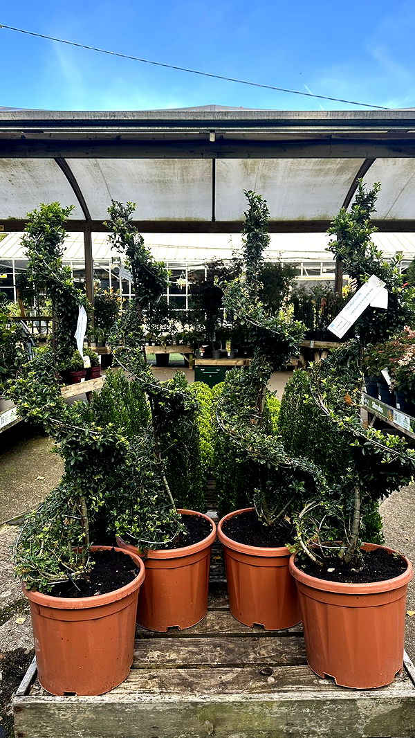 mira.0004 image ~ Altpins