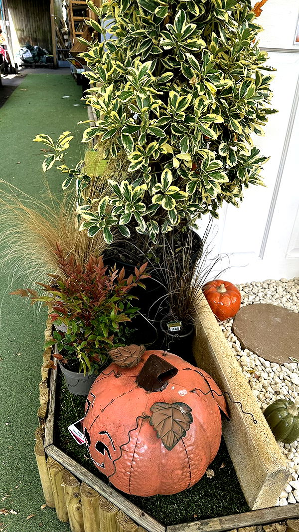 mira.0004 image ~ Altpins