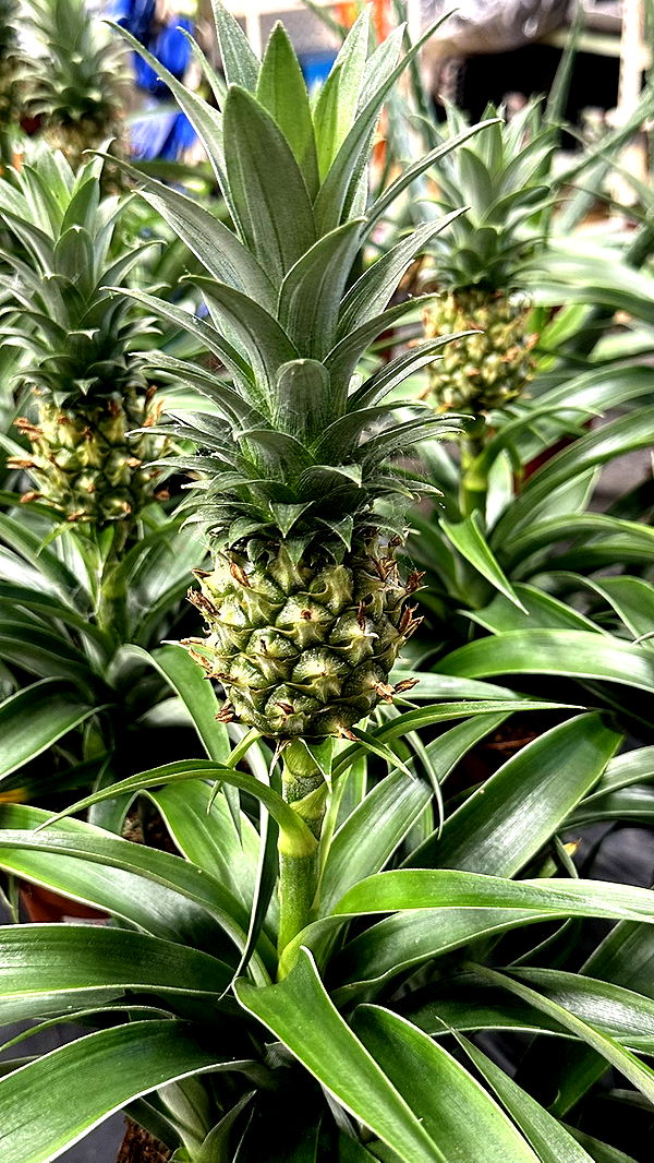 mira.0004 image ~ Altpins