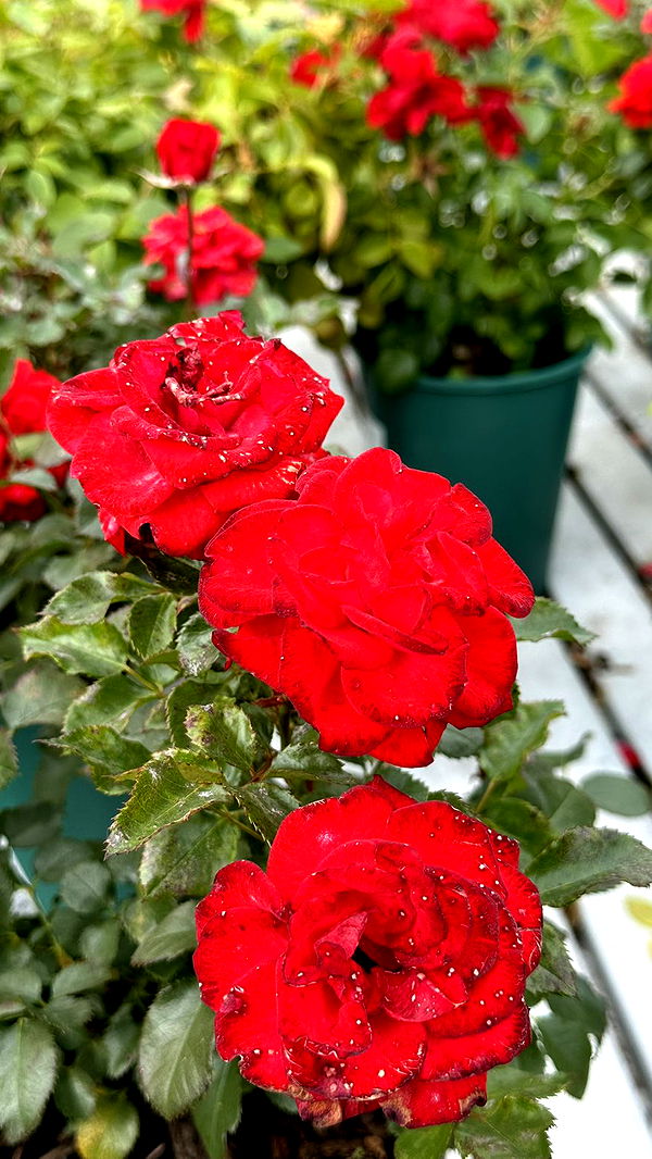 mira.0004 image ~ Altpins