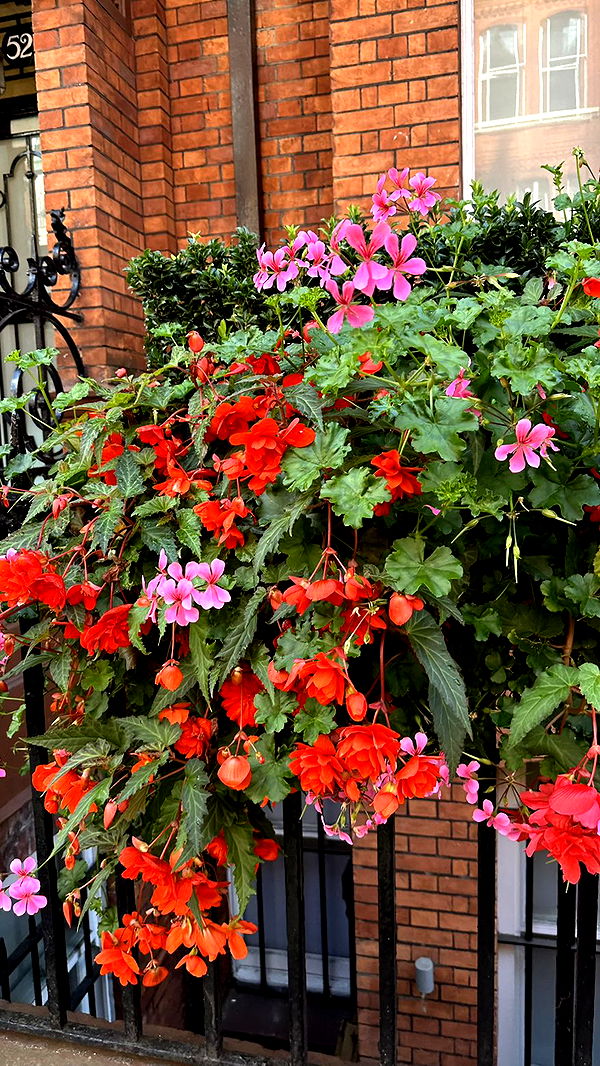 mira.0004 image ~ Altpins