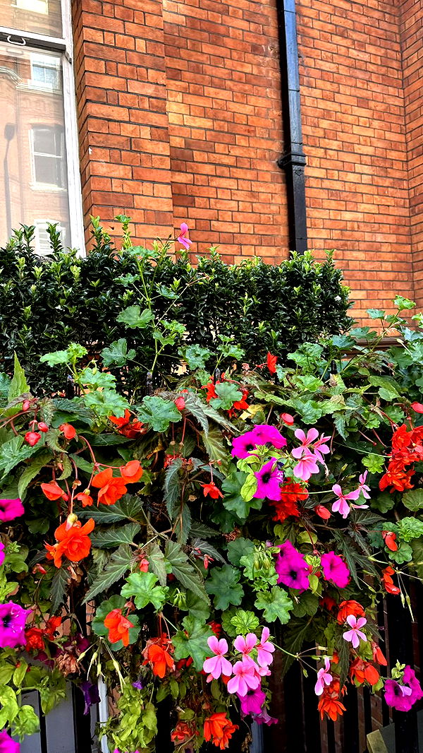 mira.0004 image ~ Altpins