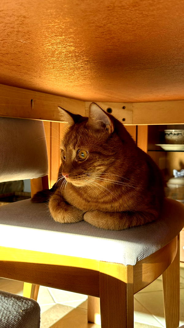 mira.0004 image ~ Altpins