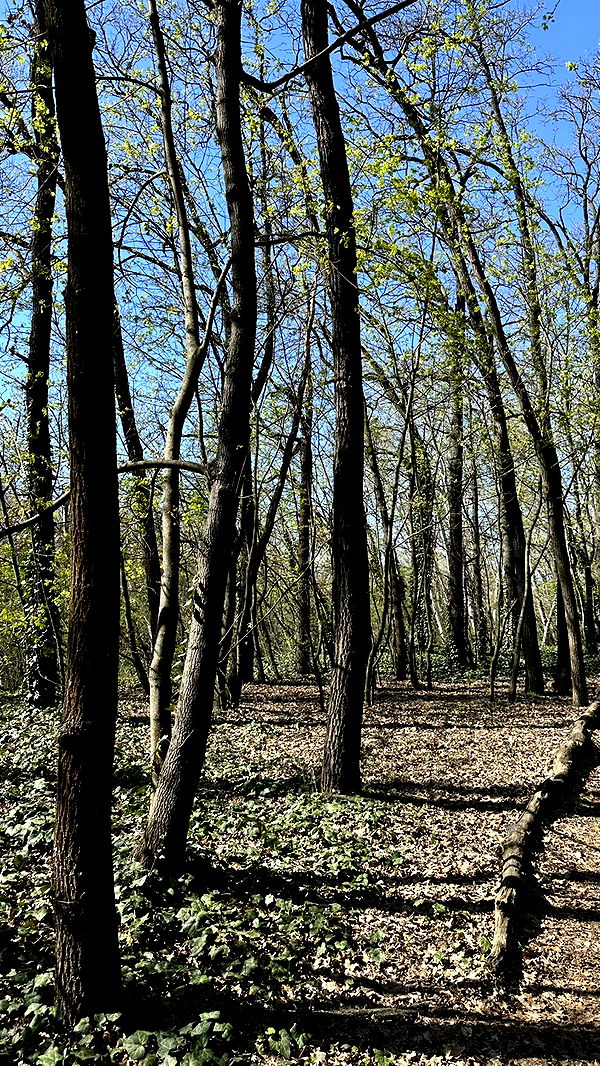 mira.0004 image ~ Altpins