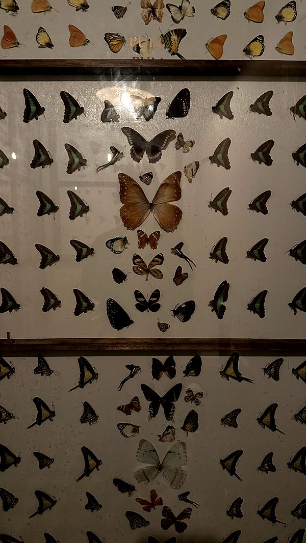 mira.0004 image ~ Altpins