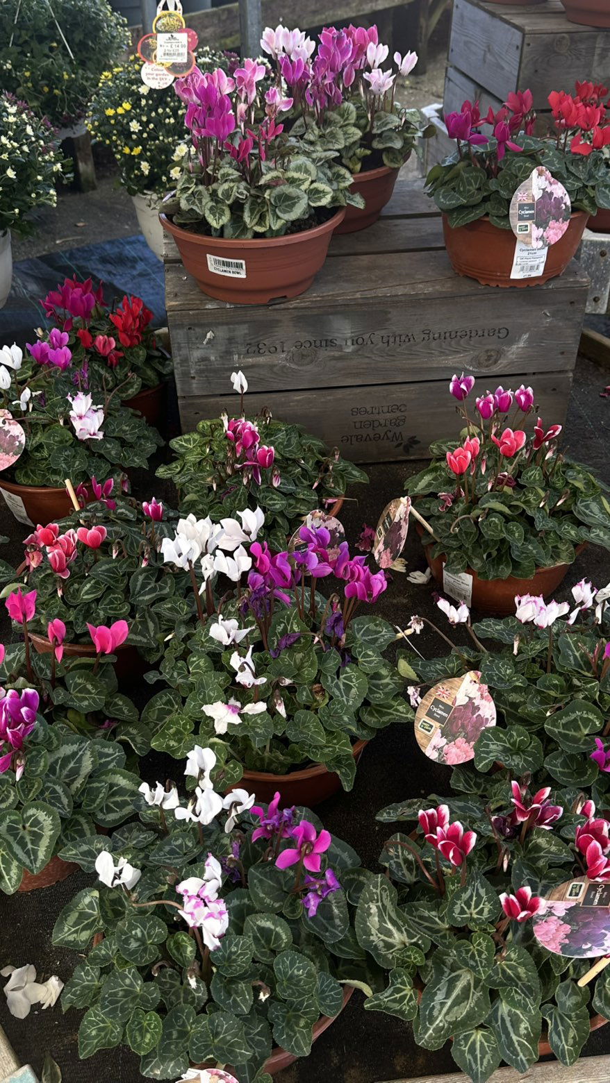 mira.0004 snapchat image archive image