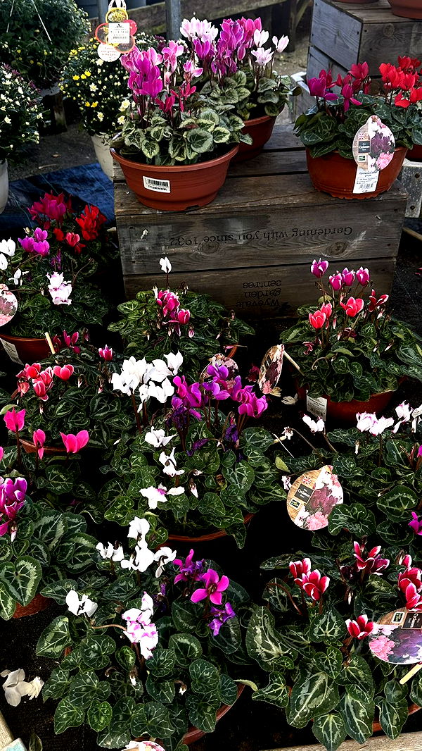 mira.0004 image ~ Altpins