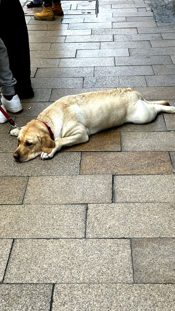 mira.0004 image ~ Altpins