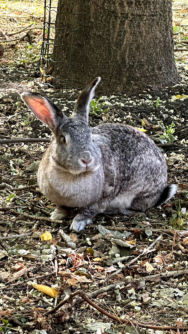 mira.0004 image ~ Altpins