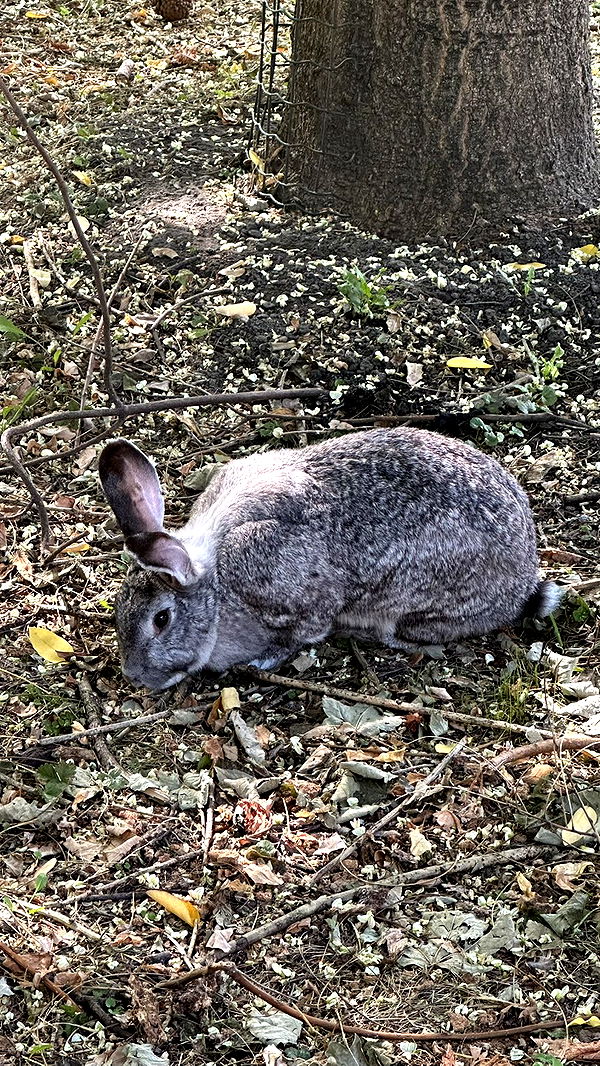 mira.0004 image ~ Altpins