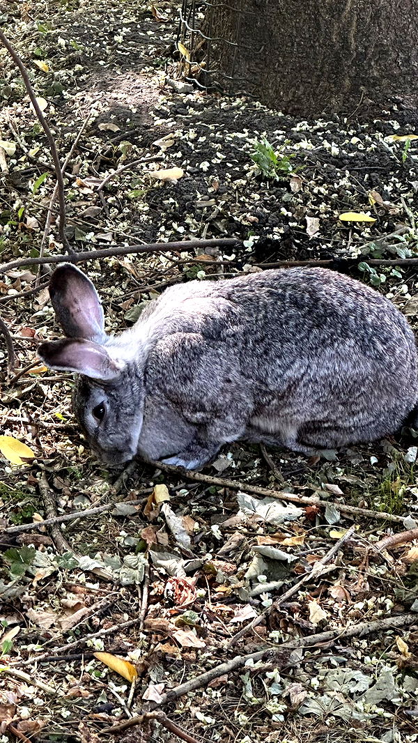 mira.0004 image ~ Altpins