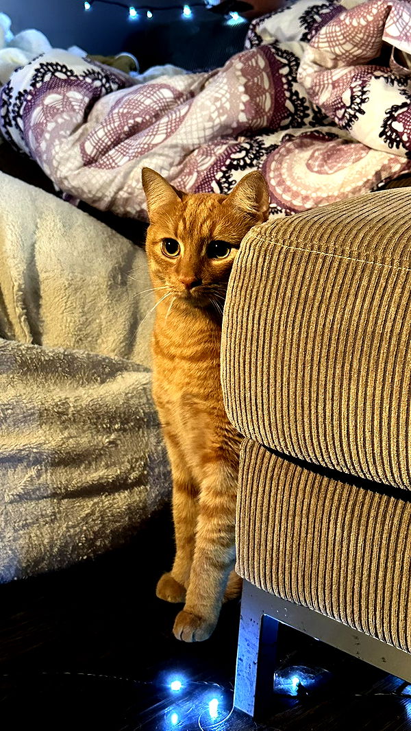 mira.0004 image ~ Altpins