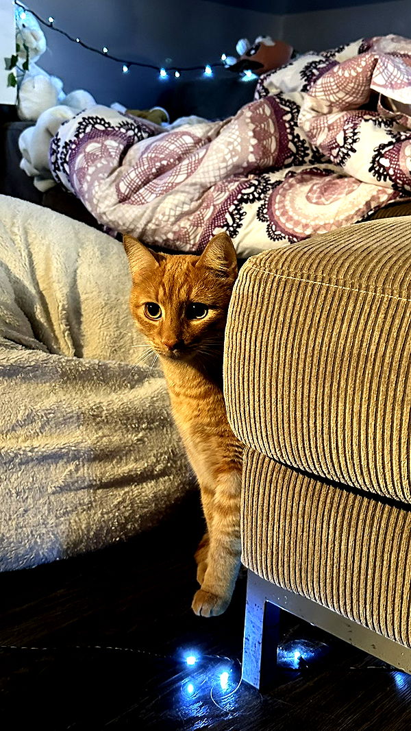 mira.0004 image ~ Altpins