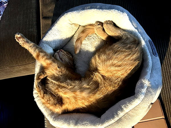 mira.0004 image ~ Altpins