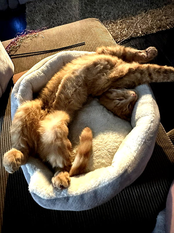 mira.0004 image ~ Altpins