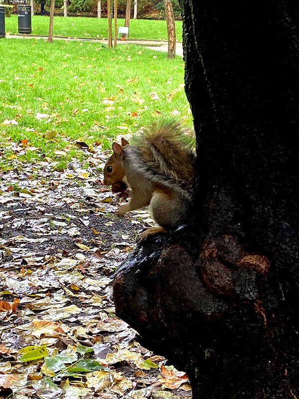 mira.0004 image ~ Altpins