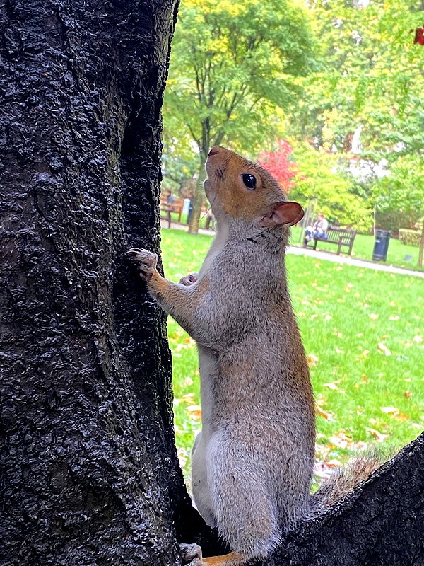 mira.0004 image ~ Altpins