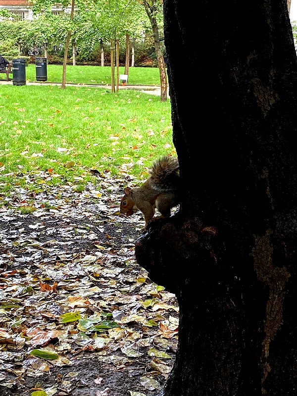 mira.0004 image ~ Altpins