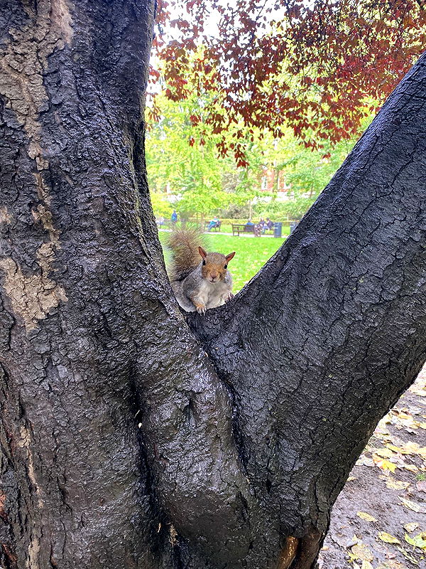 mira.0004 image ~ Altpins