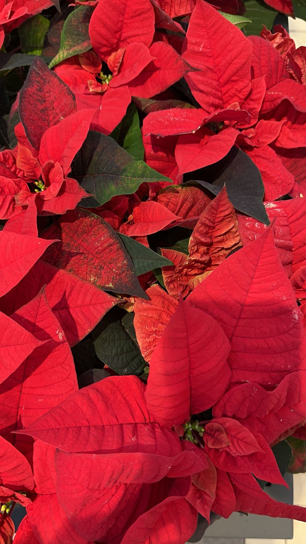 nadia-stone snapchat image archive image