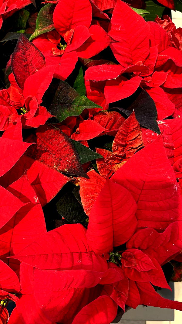 nadia-stone image ~ Altpins