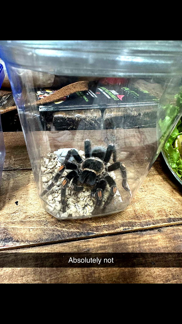 nadia-stone image ~ Altpins