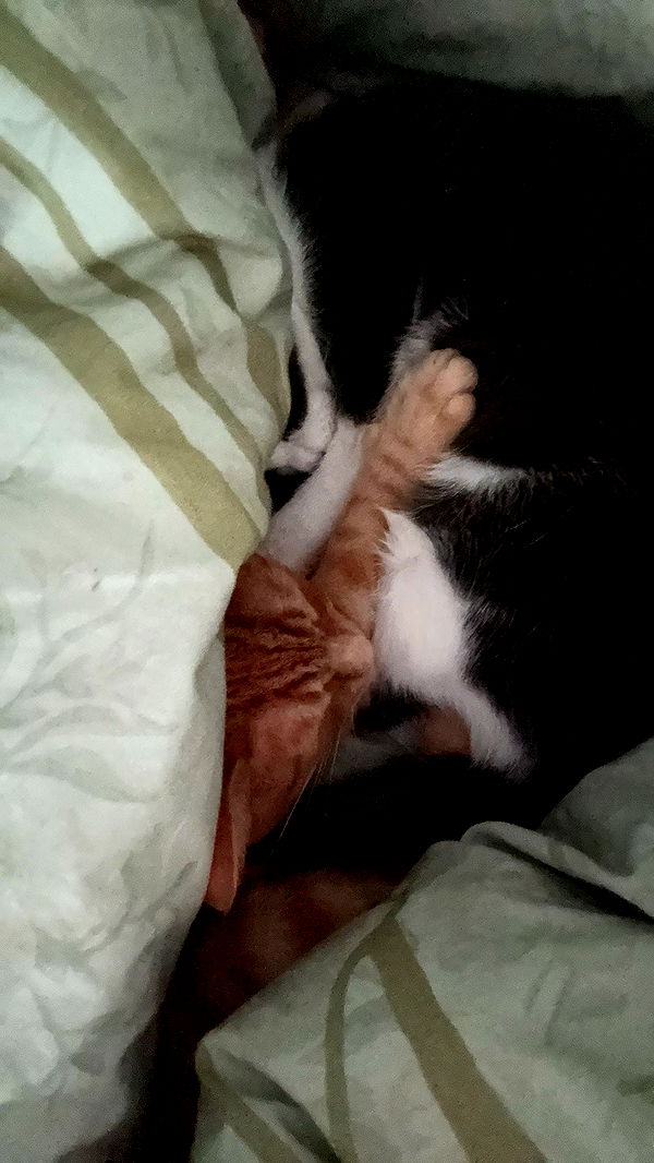 noordabash image ~ Altpins