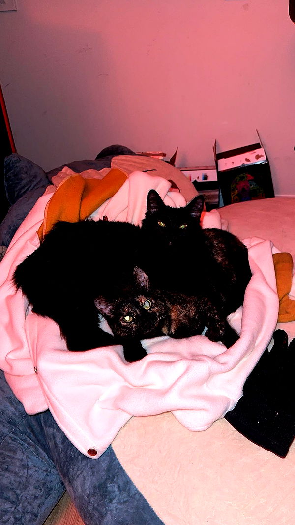 noordabash image ~ Altpins