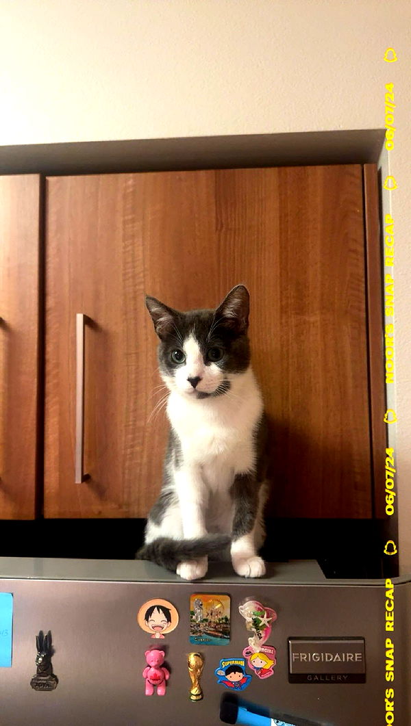 noordabash image ~ Altpins