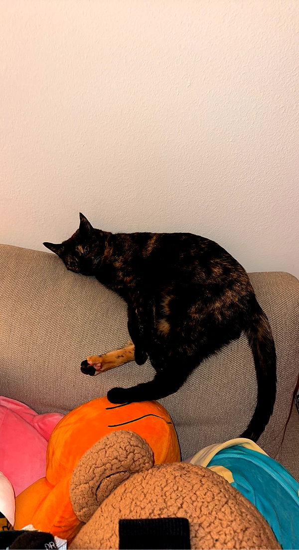 noordabash image ~ Altpins