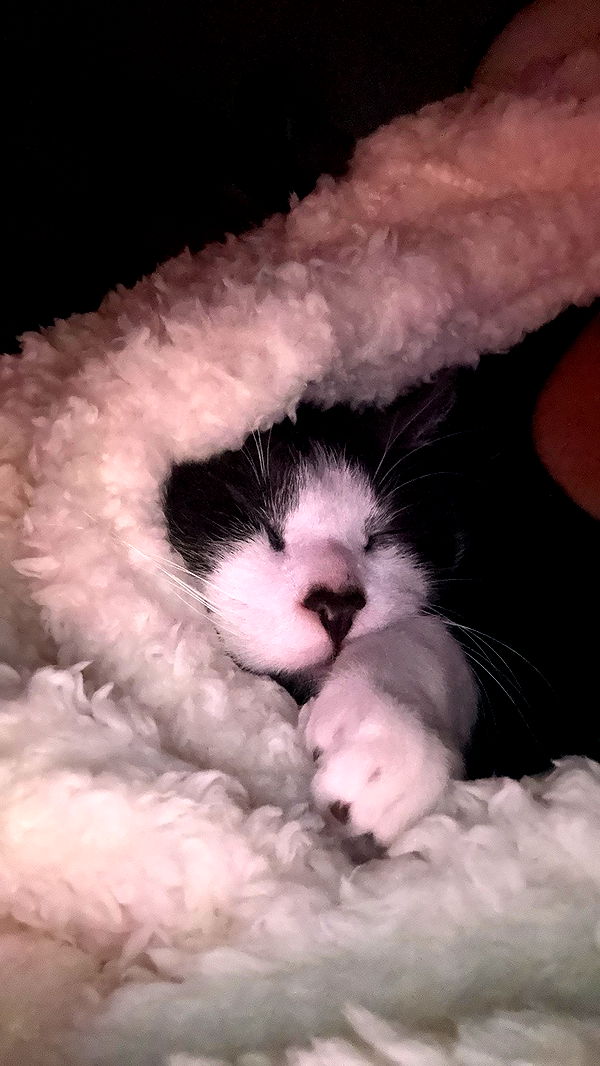 noordabash image ~ Altpins