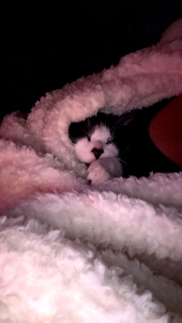 noordabash image ~ Altpins