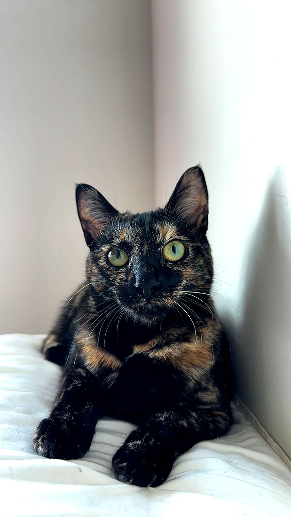 noordabash image ~ Altpins