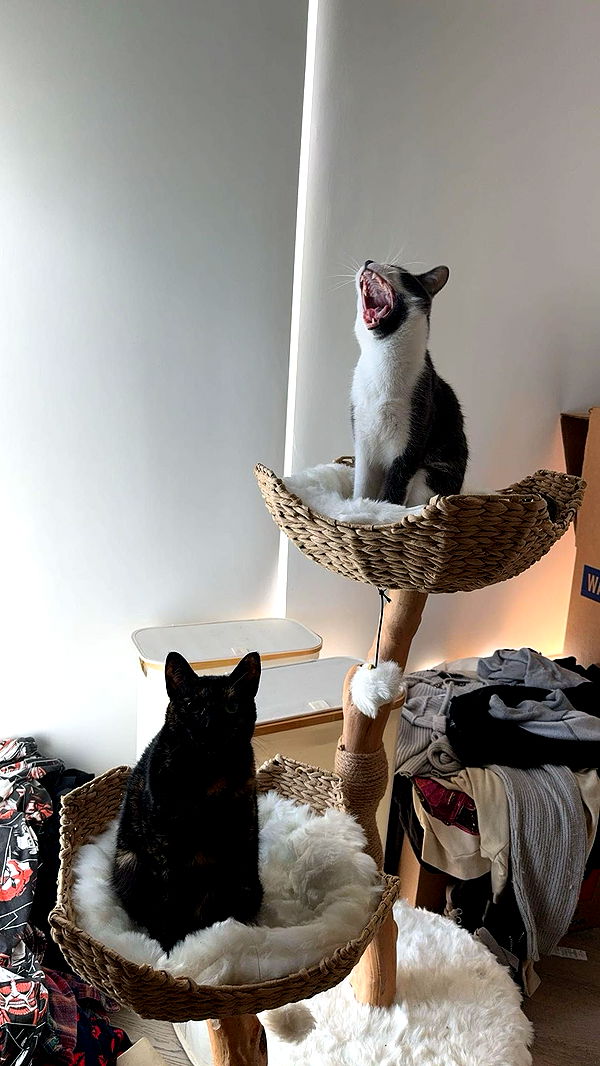 noordabash image ~ Altpins