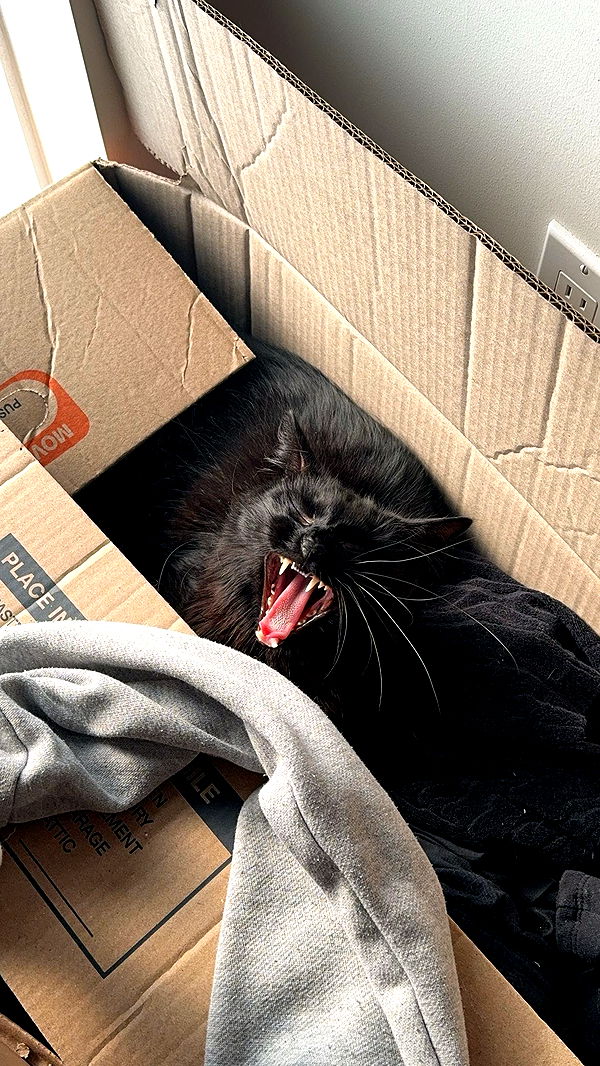 noordabash image ~ Altpins