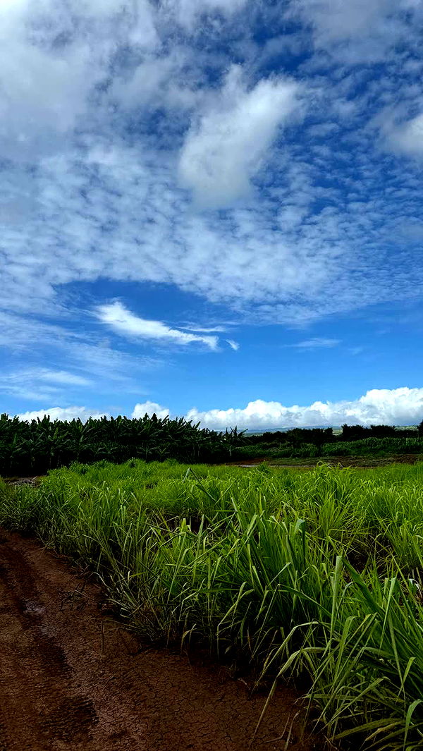 notnevaaadaa image ~ Altpins