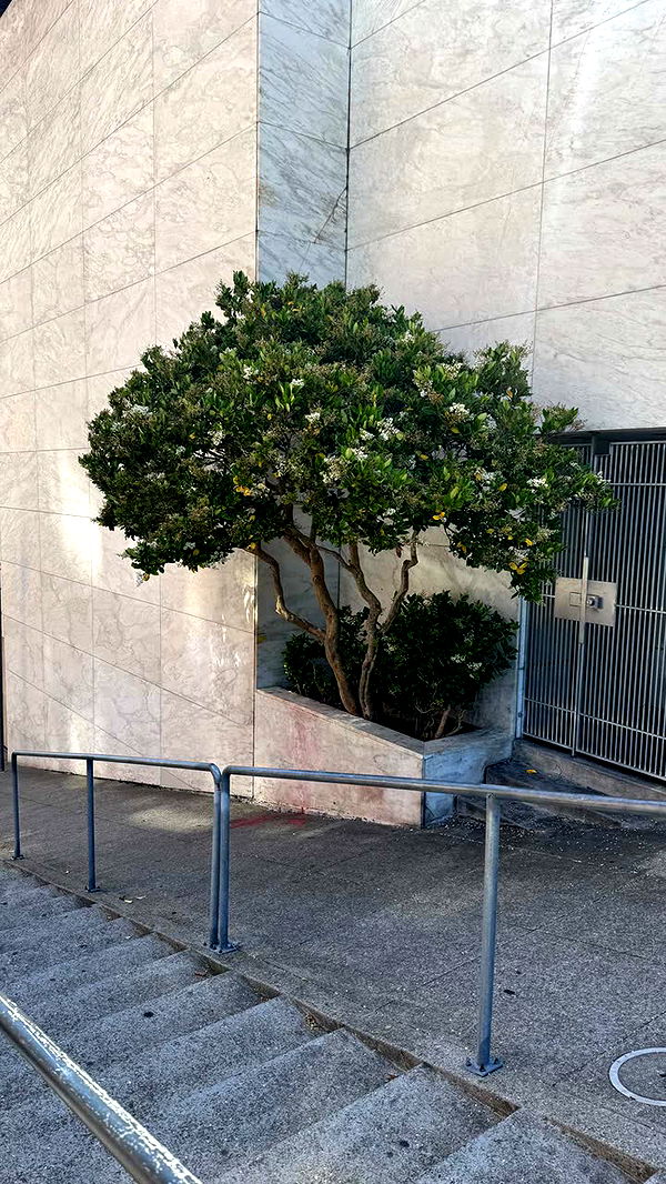 notnevaaadaa image ~ Altpins