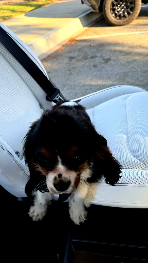 notnevaaadaa image ~ Altpins